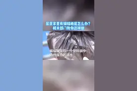 居民家里有蝙蝠栖居怎么办？野保部门教你这样做。#蝙蝠 #科普 #安全