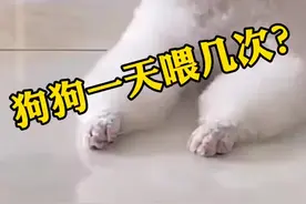 狗狗到底一天喂几顿合适，很多主人一开始就喂错了，看过来看过来，我教你如何喂养！#宠物狗#热门抖音小助手视频封面