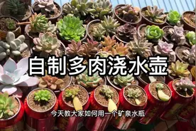 如何用一个矿泉水瓶自制一个多肉浇水壶。视频封面