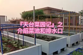 很多粉丝问我#自家天台菜园 的#菜池 和#排水口 是怎么弄的