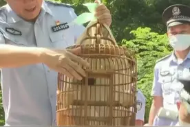 注意咯，养画眉鸟违法！#广西 #柳州 #鸟 #法律 视频封面