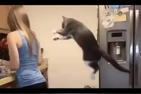 猫咪身手相当矫健，喜欢跳到女主人的肩膀上视频封面
