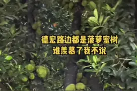 #女子拍到德宏路边结满果的菠萝蜜树 网友：羡慕了！想吃云南的水果！视频封面