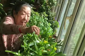 93岁婆婆分享佛手托金的养护 #记录真实生活 #最美婆婆 #爱生活爱养花