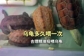 乌龟多久喂一次？喂多少量？合理精准投喂乌龟#奇异动物召集令视频封面