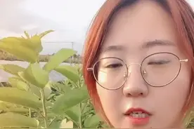 今天给大家介绍一下萨王这个品种视频封面