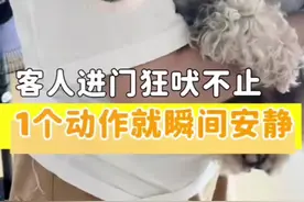 #创作灵感 如何让狗不吠？客人进门狗狗就狂吠不止，训犬师一个动作它就瞬间安静了#训犬 #科学养宠 #狗狗视频封面