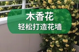 木香花，皮实好养，开花多而香，爬的快，没有刺，耐阴耐贫瘠，北方地栽无压力#木香花 #月季 #花墙视频封面