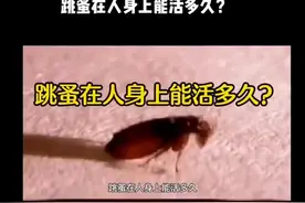 跳蚤能在人身上活多久#科普 #害虫 