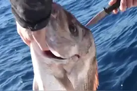 为什么在深海钓上来的鱼要马上放血呢?#巨量创梦大赛 #科技创梦