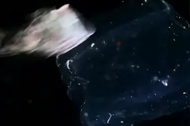 慎（虫戎song）———桶中驭尸客