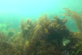 你见过大海里面的生机盎然吗？这里是另外一个充满生命力的世界视频封面