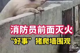 消防员前面灭火，“好事”猪爬墙围观……#趣事视频封面