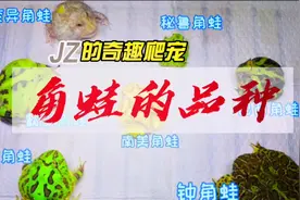 1分钟带你认识角蛙的品种 #正确物种名 #抖音动物图鉴  #角蛙