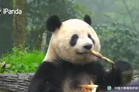 #熊猫香香日本粉丝来中国探班 ～#熊猫香香干饭的样子好可爱 ！视频封面