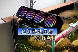 第一次用鱼缸散热风扇，可以说效果还是不错的，别看就降低了两度视频封面