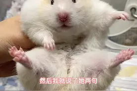 周末来个小甜点吃吃吧#仓鼠 #金丝熊视频封面