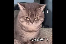 小猫咪的尴尬瞬间！原来小猫咪也会打嗝啊#猫咪成精 #评论区看看你们的猫视频封面