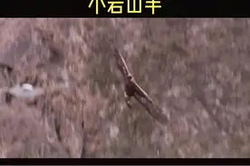 金雕！鹰中巨无霸！可以捕捉自己体重2倍的猎物#萌宠出道计划 @DOU+小助手视频封面