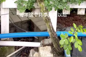 今年这颗安吉拉又开花了，年年如此优秀。有人说，花开看不腻，但是把我看腻了。只要你看花不腻，看我腻了又有什么关系。反正你又不是我的谁。哈哈哈哈😄带你看花。喜欢就跟着我。后期更多优秀的花儿分享。视频封面
