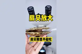 扇贝哪里不能吃？你吃对了吗？#健康视频封面