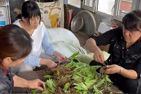 北方有草 名曰石苇 生长于悬崖峭壁之间  老百姓都叫肾精茶 男女都能喝 需要的朋友 可以下单#茶视频封面
