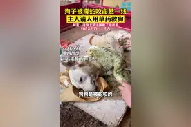 狗子被毒蛇咬命悬一线，主人请人用草药救狗，网友：这狗上辈子拯救了银河系，有这么好的一个主人#狗子#草药视频封面