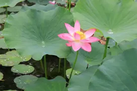 摄影三大俗之一之俗拍荷花视频封面