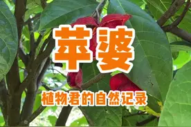 #一点植物学 苹婆，也叫凤眼果，也叫九层皮，种子味道不错，你吃过吗？#璀璨科学星视频封面