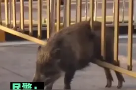 进退两难！野猪强闯小区被卡大门栅栏视频封面