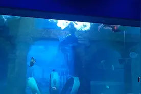 #泡在宁波海洋世界的夏天 #美人鱼表演视频封面