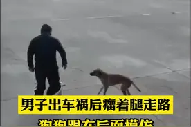 男子出车祸后瘸着腿走路，狗狗跟在后面模仿，走一步学一步姿势神还原#搞笑 视频封面