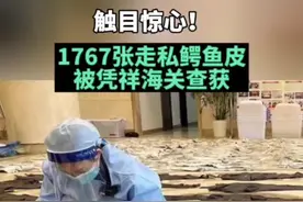 触目惊心，1767张鳄鱼皮被凭祥海关查获，还有疑似动物胎盘等。#广西dou知道 #社会 #广西 视频封面