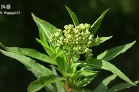 饮料就喝赶黄草，保肝、护肝、利尿、除湿#你的好朋友视频封面