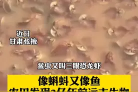像蝌蚪又像鱼，农田发现2亿年前远古生物，专家：它是鲎（hòu）虫！视频封面