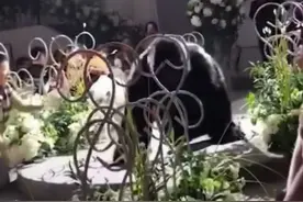 婚礼上新郎扮演成假猩猩，要像“金刚”一样守护着她，不让她受一点伤害，这大概就是爱情最美的样子……视频封面