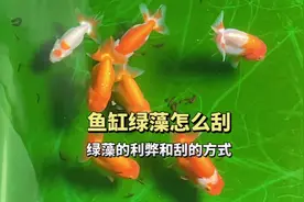 鱼缸绿藻的功能和利弊，刮绿藻的两种方式#观赏鱼视频封面