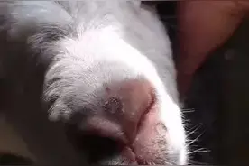 羊岀现呼吸急促怎么办？#羊病 #养羊技术 #呼吸困难@抖音短视频 @DOU+小助手 @DOU+上热门视频封面