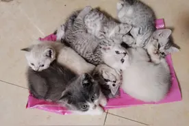 #蓝猫配银渐层 银点渐层和蓝猫会生出什么宝宝呢 真是各种颜色都有呀#小奶猫的成长日记 #小奶猫 #小奶猫的点点滴滴视频封面