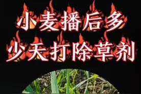 小麦3—5叶期，杂草2—4叶期，才是除草最佳时期#小麦 #三农 #抖音助农 #小麦除草 视频封面