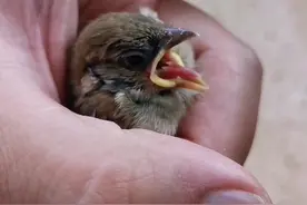 刚捡到的小鸟应该如何开食#科普一下 #小麻雀视频封面