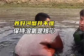 养好河蟹并不难，只要能够持续保持池塘的溶氧这个关键核心视频封面