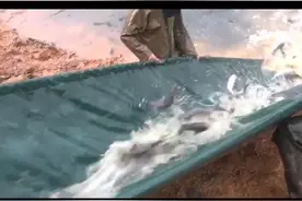 看！活蹦乱跳的鱼！浏阳株树桥水库又投放8万尾鱼苗#浏阳#水库 #鱼苗 @抖音短视频视频封面