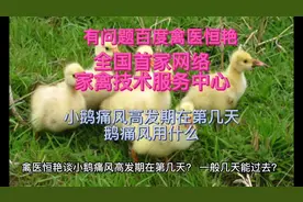 禽医恒艳谈小鹅痛风高发期在第几天？小鹅痛风一般几天能过去？视频封面