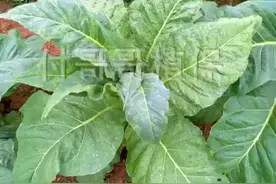 植保干货，烤烟花叶病，内附防治药剂，感兴趣的可以来铺面咨询视频封面