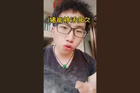 猪坚强14岁了，猪的正常寿命是多久，听完阿土哥的介绍，你会发现猪太可怜了#猪坚强 #阿土哥 #养猪