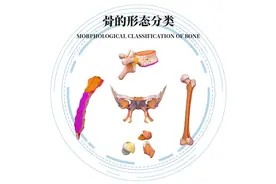 瑜伽解剖知识分享：骨的分类之形态分类。