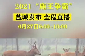 2021鹿王争霸，明天上午9:00~10:00盐城发布全程直播#野生动物零距离 #麋鹿 #盐城 