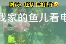 神奇！金鱼并排聚在一起看电视，电视关了就散开！主人：第一次见😂视频封面