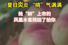 凤凰水蜜桃上市啦！#张家港#水蜜桃#上市#最新#夏天#甜蜜蜜